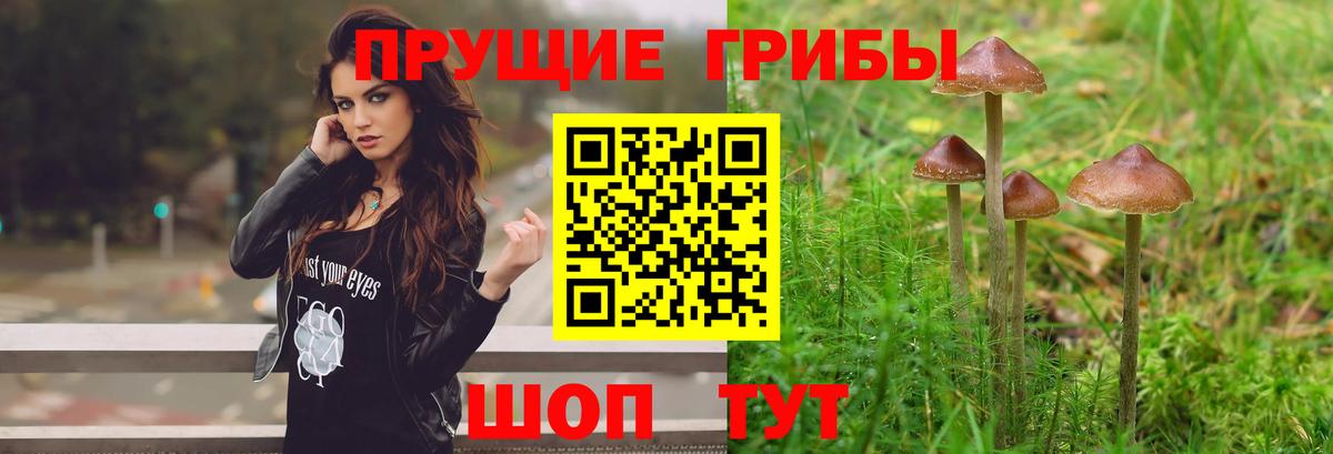 Псилоцибиновые грибы GOLDEN TEACHER Изобильный